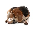 Playful Beagle dog damaging electrical wire on white background Royalty Free Stock Photo