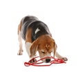 Beagle dog damaging electrical wire on white background Royalty Free Stock Photo