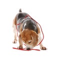 Playful Beagle dog damaging electrical wire on white background Royalty Free Stock Photo