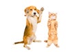 Playful Beagle dog and kitten Scottish Straight standing together on hind legs Royalty Free Stock Photo