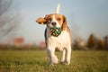 Playful Beagle Dog Royalty Free Stock Photo