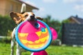 Playful Beagle Dog running with round colorful fish like toy Royalty Free Stock Photo