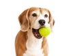 Playful beagle dog with tennis ball portrait isolated on white Royalty Free Stock Photo