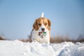 Playful Beagle dog Royalty Free Stock Photo