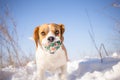 Playful Beagle dog