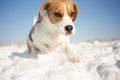 Playful Beagle dog Royalty Free Stock Photo