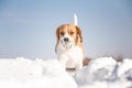 Playful beagle dog Royalty Free Stock Photo