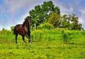 Playful Beautiful black Morgan Horse in field Royalty Free Stock Photo