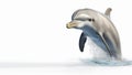 Playful behavior of Dolphin on isolated white background Royalty Free Stock Photo