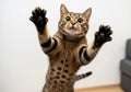 Playful bengal cat reaching up with paws raised in an interactive and energetic pose white background Royalty Free Stock Photo