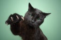 playful black cat raising paw showing claws on mint green background Royalty Free Stock Photo