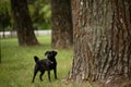 Playful black cute pet pug-dog of breed \'Petit Brabancon Brussels Griffon\' stays near the tree Royalty Free Stock Photo