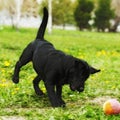 Playful black dog Labrador puppy playing with a ball in the summer on the grass. Royalty Free Stock Photo