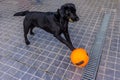 Playful black Labrador puppy plays with ball in summer. Funny do Royalty Free Stock Photo