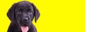 Playful black Labrador Retriever cub panting