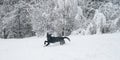 Playful black labrador retriever puppy running through the snow Royalty Free Stock Photo