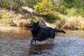Playful black Labrador retriever splashes through a shallow river surrounded by lush greenery Royalty Free Stock Photo
