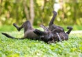 A playful black dog rolling on its back with a ball in its mouth