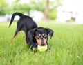 A playful Dachshund mixed breed dog in a play bow position with a ball in its mouth