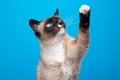 playful blue eyed siamese cat raising paw on blue background