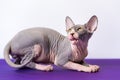 Playful blue and white hairless kitten of Sphinx breed lying down at purple floor, shows red tongue