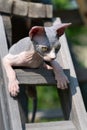 Playful blue and white Sphynx kitten outdoors on sunny summer day climbing up stairs, looking down