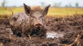 Playful Boar In Mud: A Traditional Vietnamese Portrait With Dutch And Flemish Influences
