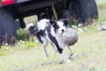 Playful Border collie