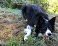 Playful border collie