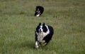 Playful Border Collie dogs running joyfully across a verdant meadow Royalty Free Stock Photo