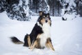 Playful border collie husky dog playing in snow Royalty Free Stock Photo