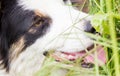 Playful Border collie