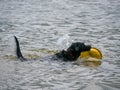 Playful border collie mix - border schnollie - swimming at water