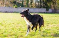 Playful border collie outdoors Royalty Free Stock Photo