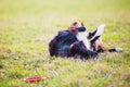 Playful border collie purebred dog playing outdoors rolling around down in the green grass. Adorable puppy enjoying a sunny day Royalty Free Stock Photo