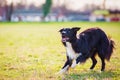 Playful border collie shepherd dog funny face expression playing outdoors in the city park. Adorable attentive puppy ready to Royalty Free Stock Photo