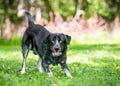 A playful Border Collie x Australian Cattle Dog mixed breed dog