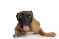 Playful boxer dog with tongue exposed looking to side