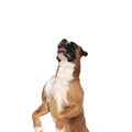 Playful boxer fooling around, standing on his rear legs