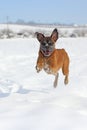 Playful boxer jumping