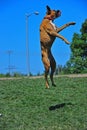 Playful Boxer leaping Royalty Free Stock Photo