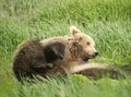 Playful brown bear