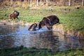 Playful brown bears by the water