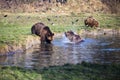 Playful brown bears by the water