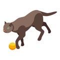 Playful brown cat playing with yellow ball isometric view Royalty Free Stock Photo