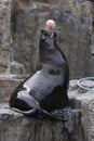 Playful brown fur seal Royalty Free Stock Photo