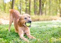 A playful brown Shepherd mixed breed dog holding a ball