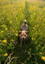 Playful Brown Terrier in Vibrant Summer Flower Field Royalty Free Stock Photo