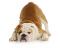 Playful bulldog Royalty Free Stock Photo