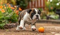 Playful bulldog puppy chasing a ball in a backyard garden Royalty Free Stock Photo